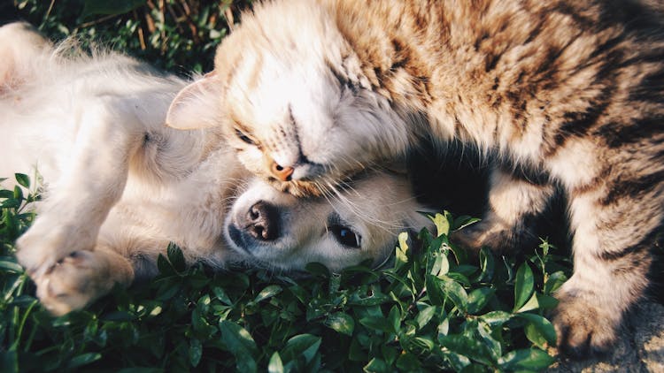 dieta casalinga per il cane ed il gatto