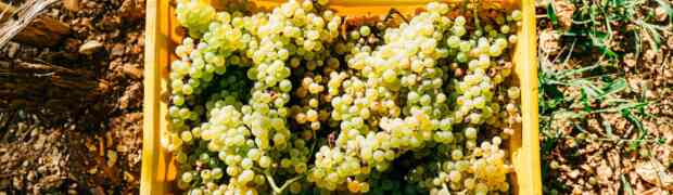 Vendemmia 2024: prospettive dei Consorzi Asolo Prosecco; Caluso, Carema e Canavese; Vini Trasimeno