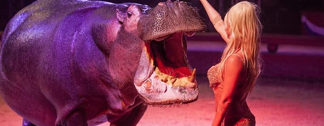 A Voghera   lo show di successo del Circo Paolo Orfei, “Africa, Il Regno Animale”